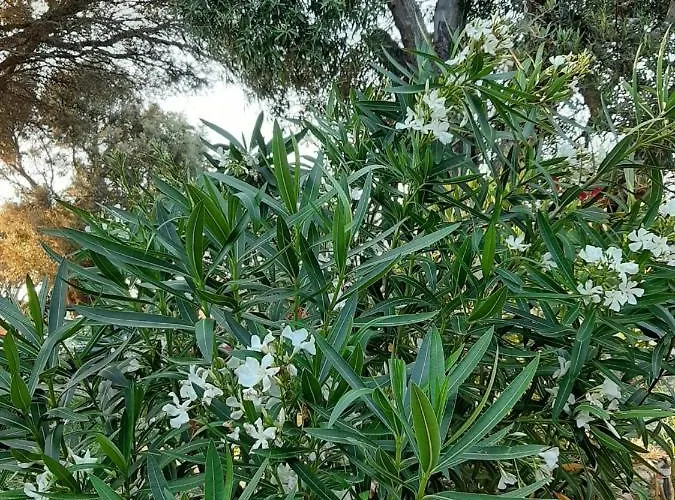 Mini Giuseppina Villa *